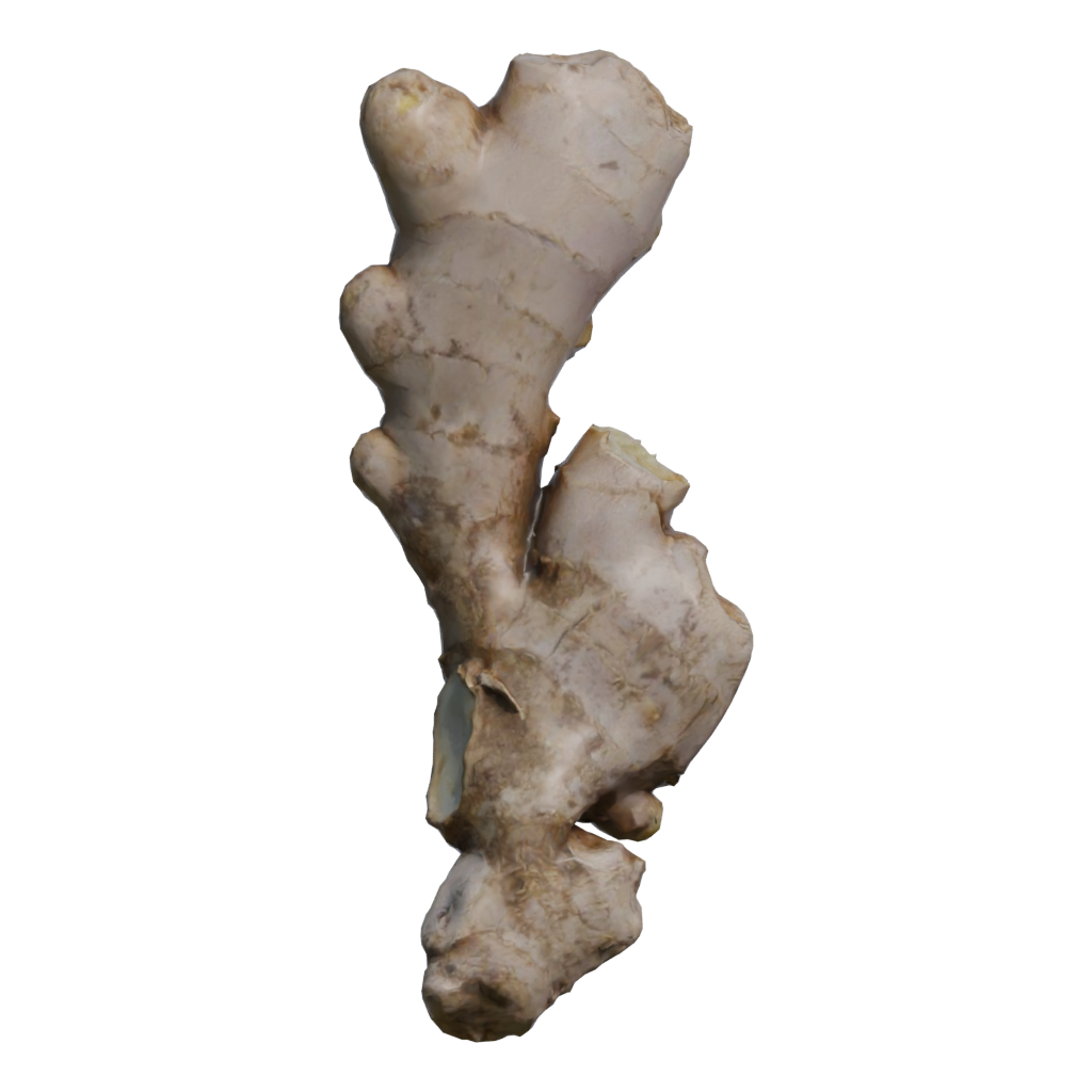 Back view of the Ginger 3D model