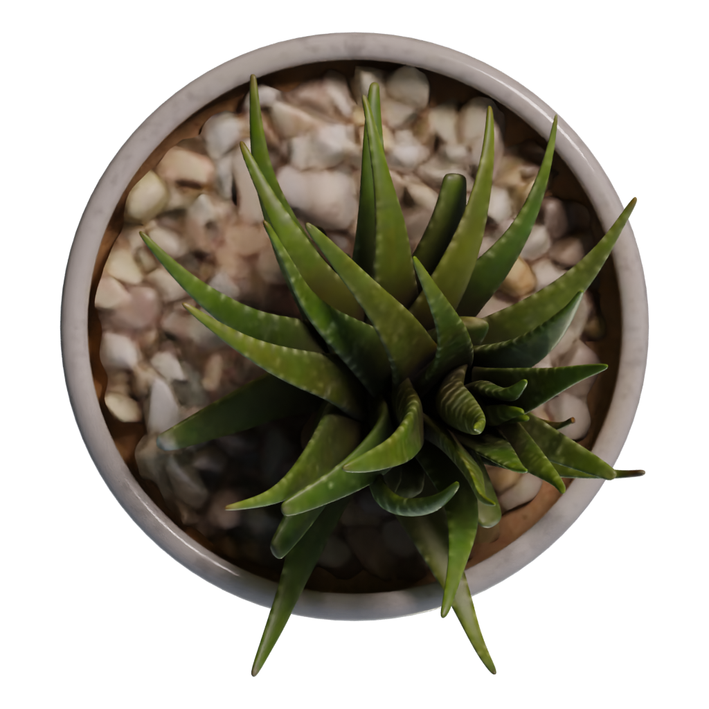 Top view of the Potted Plant 3D model