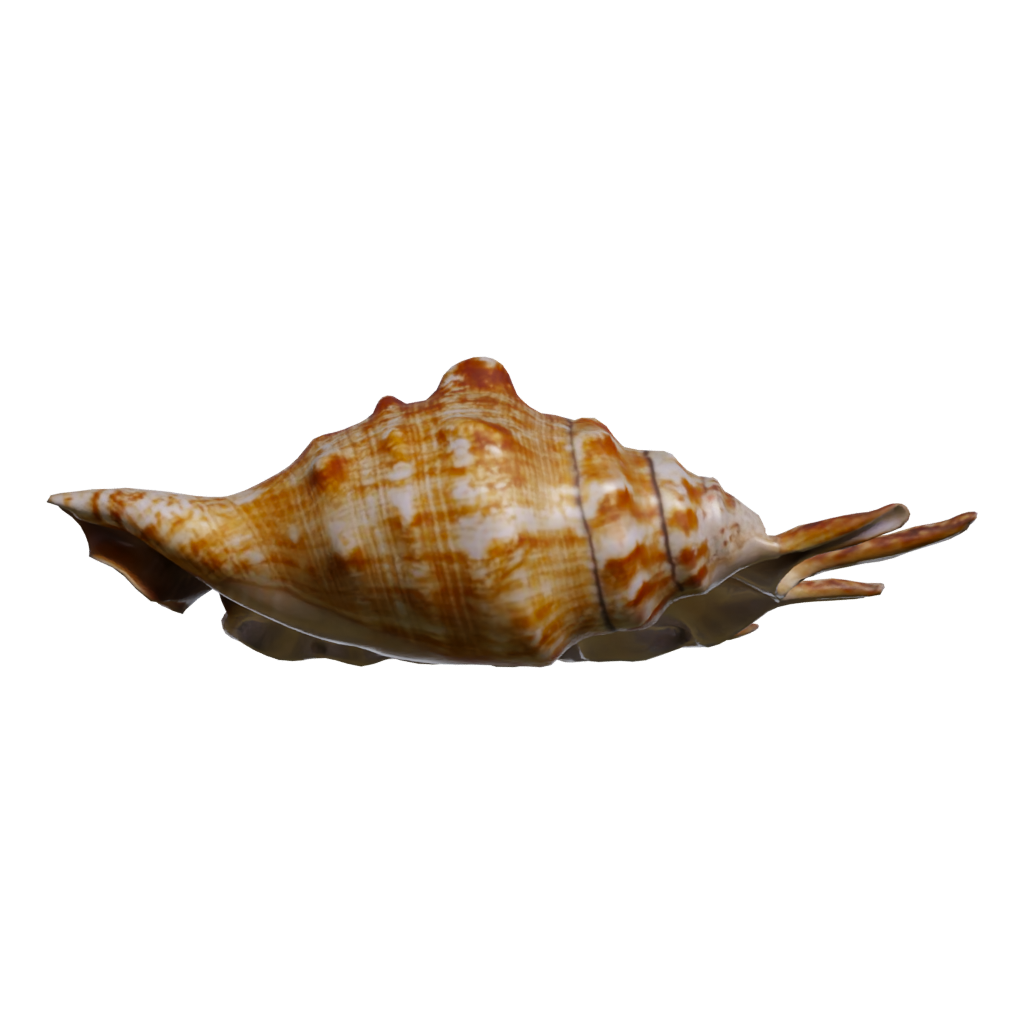 Back view of the Lambis Shell 3D model