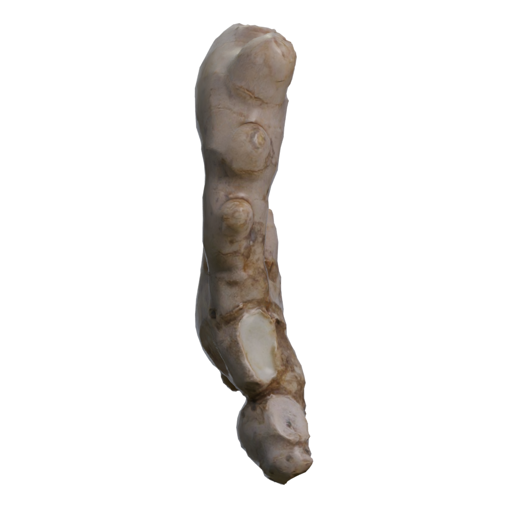 Left view of the Ginger 3D model