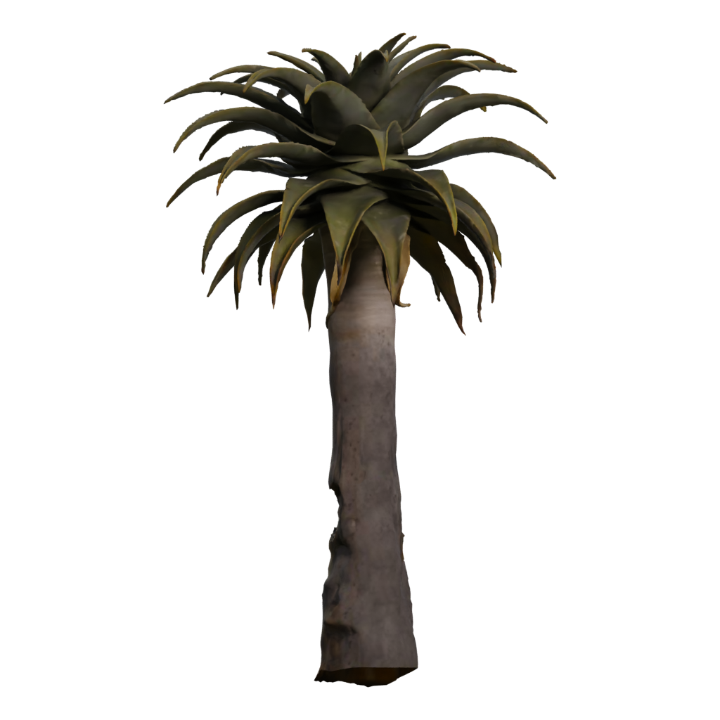 Left view of the Quiver Tree 3D model