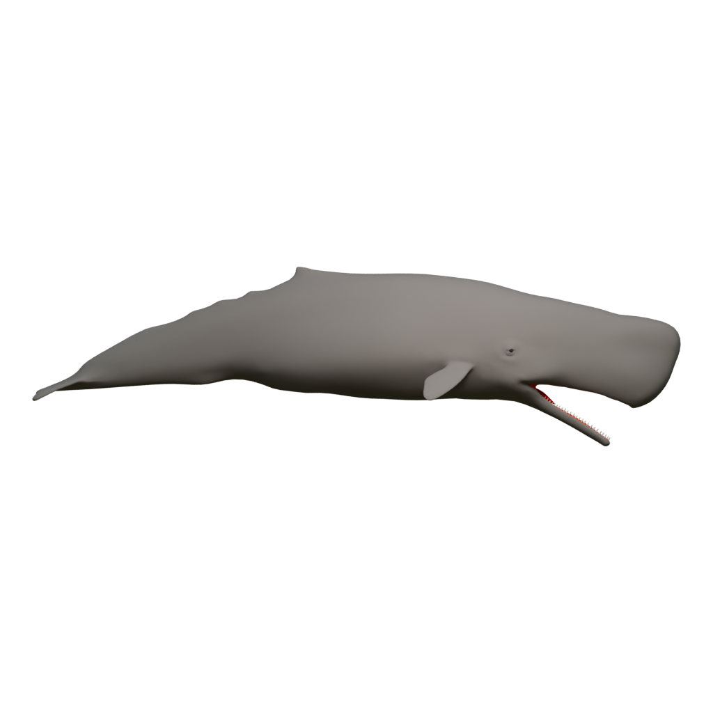 Back view of the Spermwhale 3D model