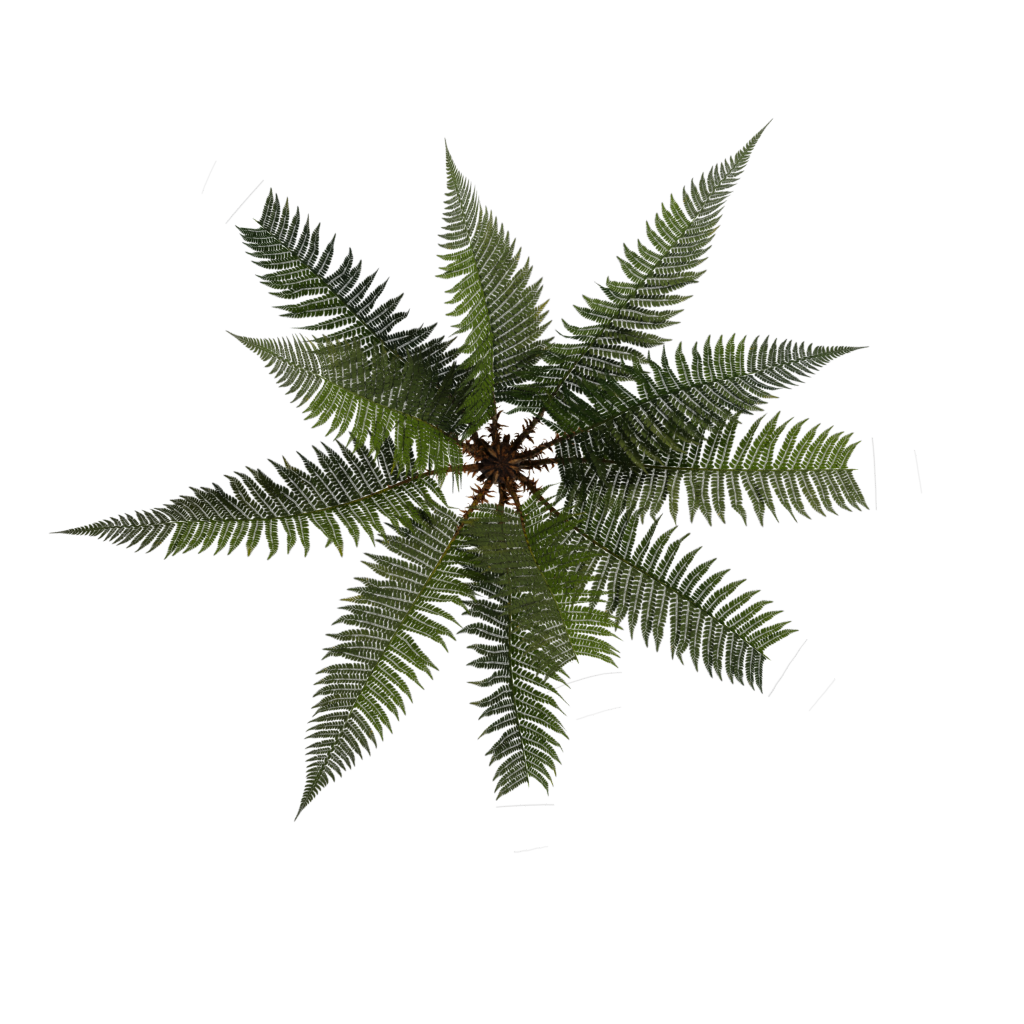Top view of the Fern Simple 3D model