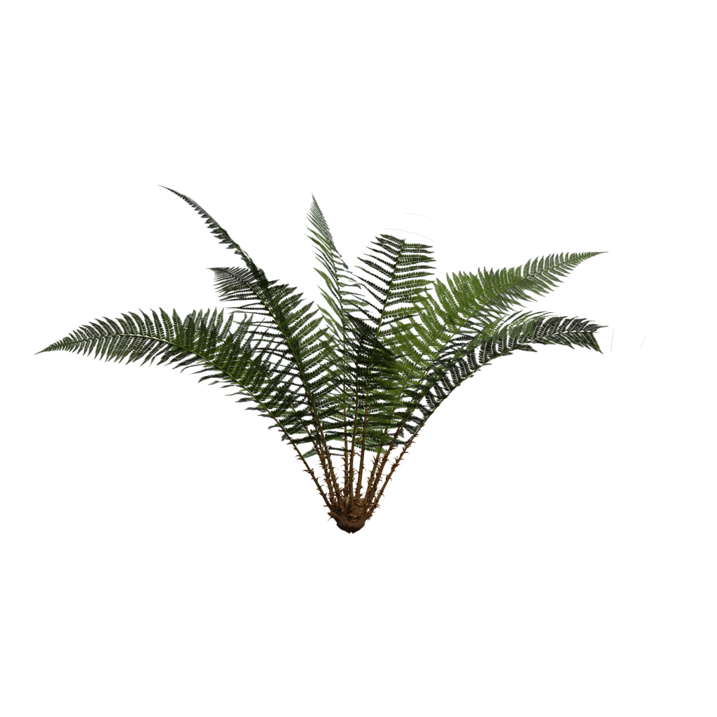 Front view of the Fern Simple 3D model