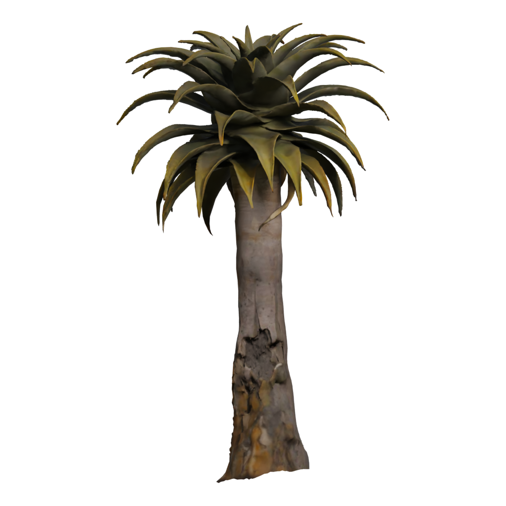 Front view of the Quiver Tree 3D model
