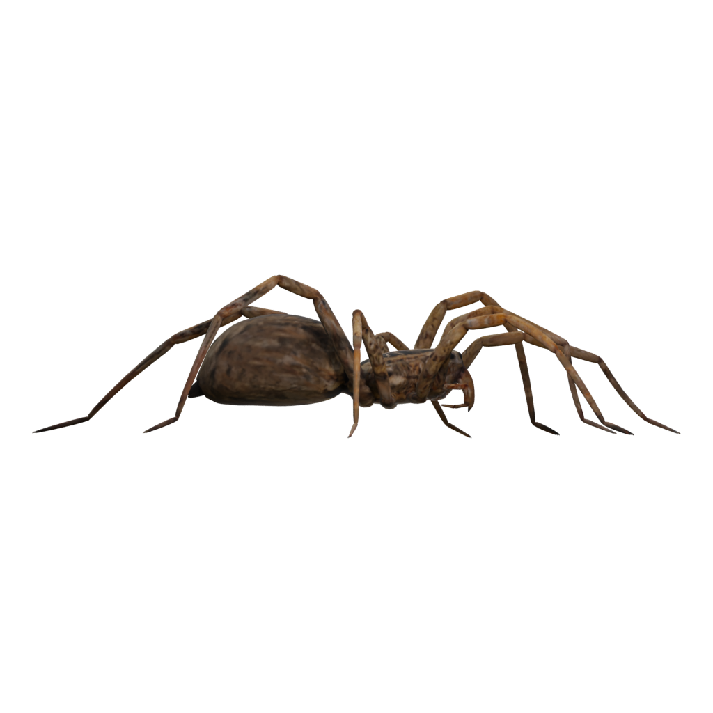 Right view of the Spider Tarantula 3D model