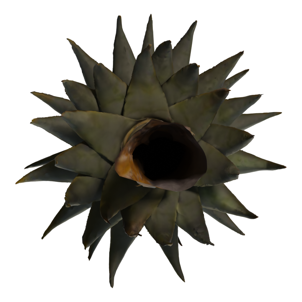 Bottom view of the Quiver Tree 3D model