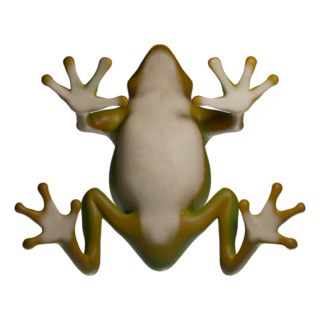 Bottom view of the Frog 3D model