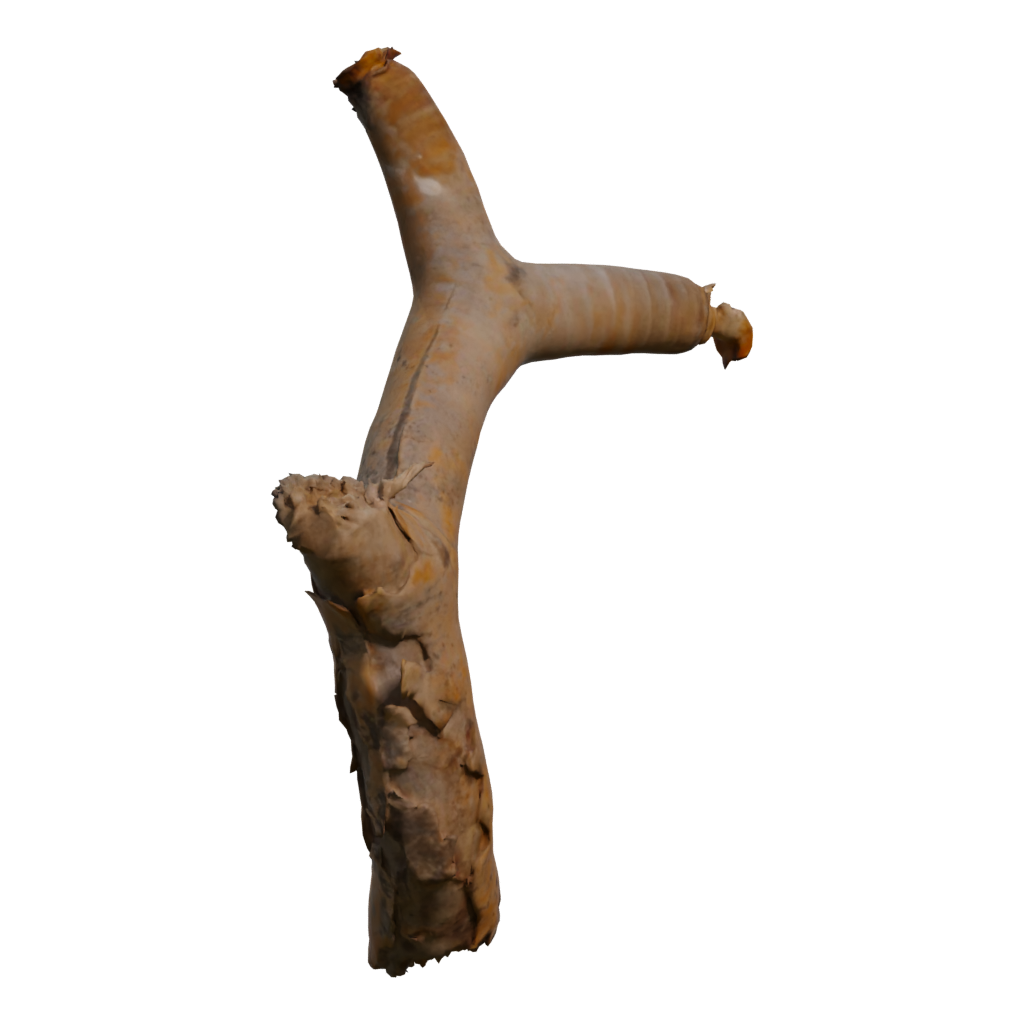 Right view of the Dead Quiver Branch 3D model