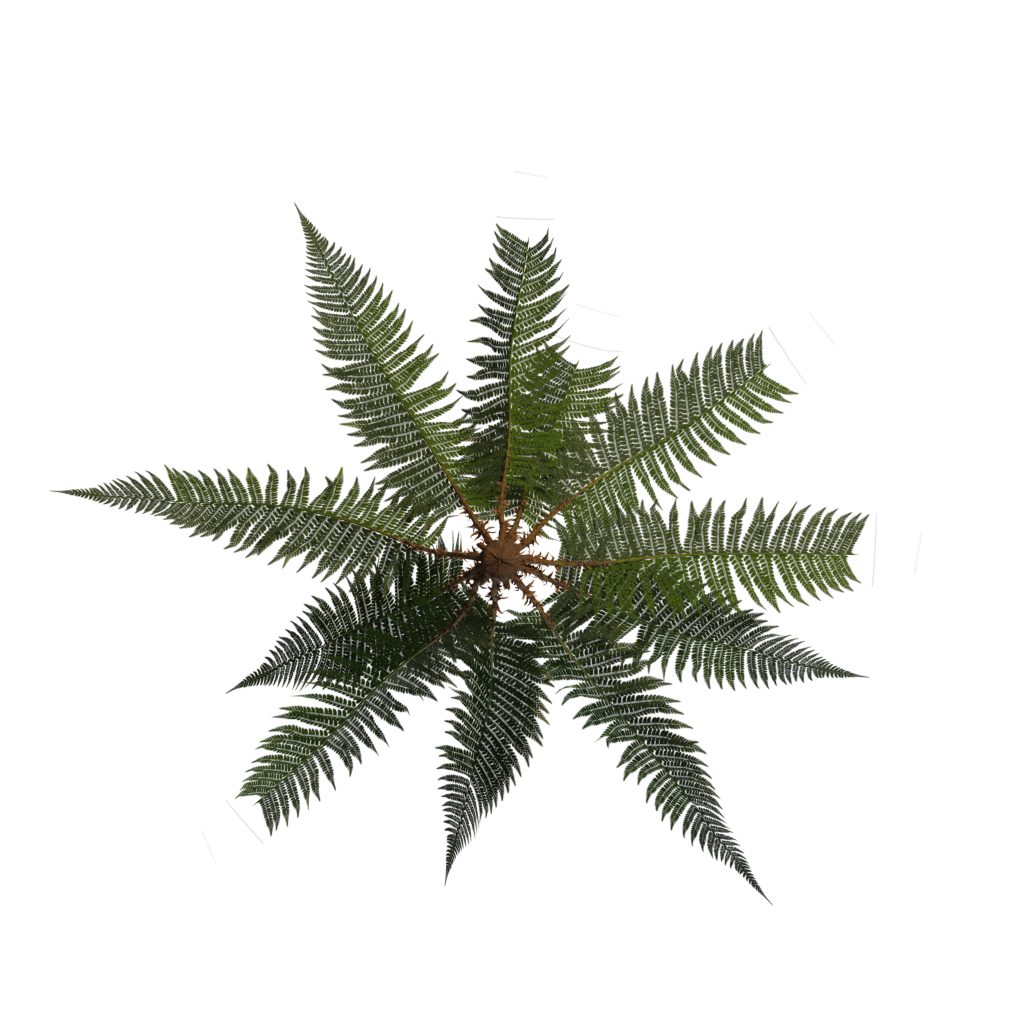 Bottom view of the Fern Simple 3D model