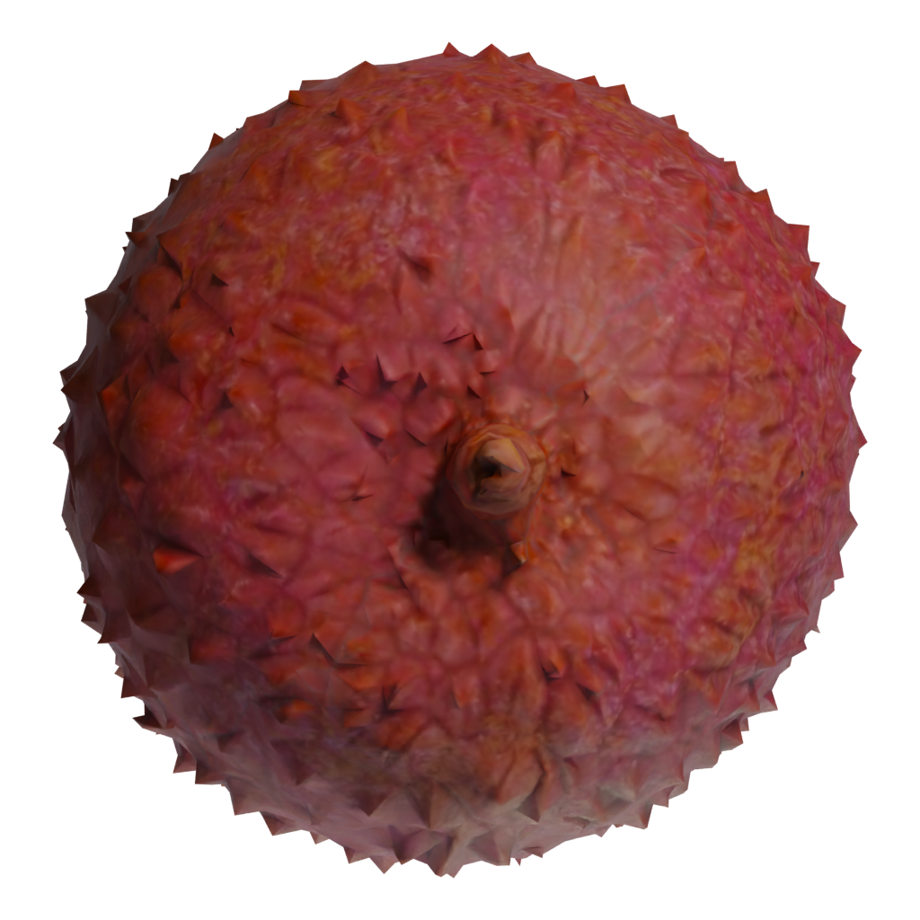 Top view of the Lychee 3D model