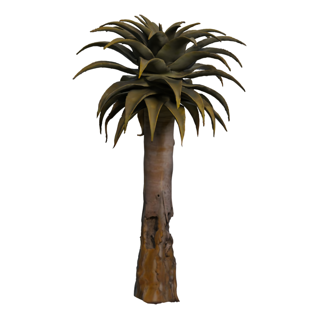 Right view of the Quiver Tree 3D model