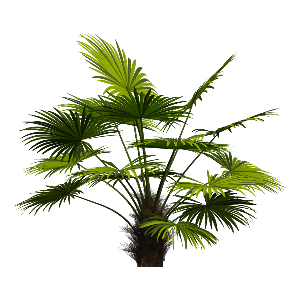 Back view of the Palm Tree 3D model