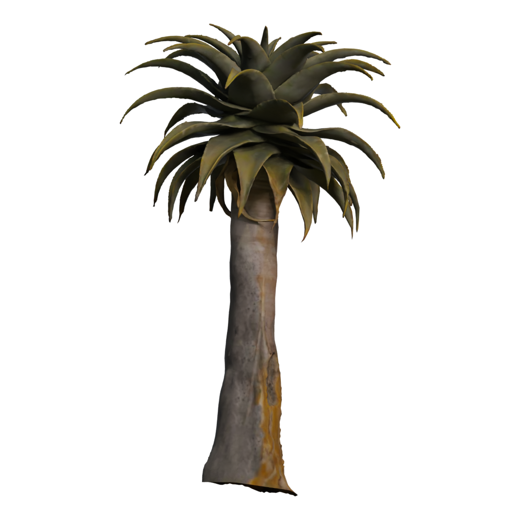 Back view of the Quiver Tree 3D model