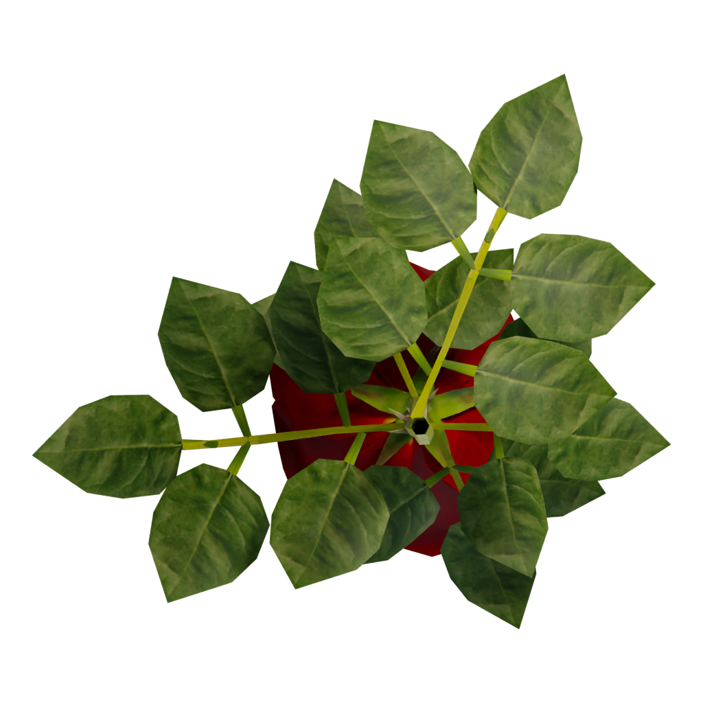 Bottom view of the Rose 3D model