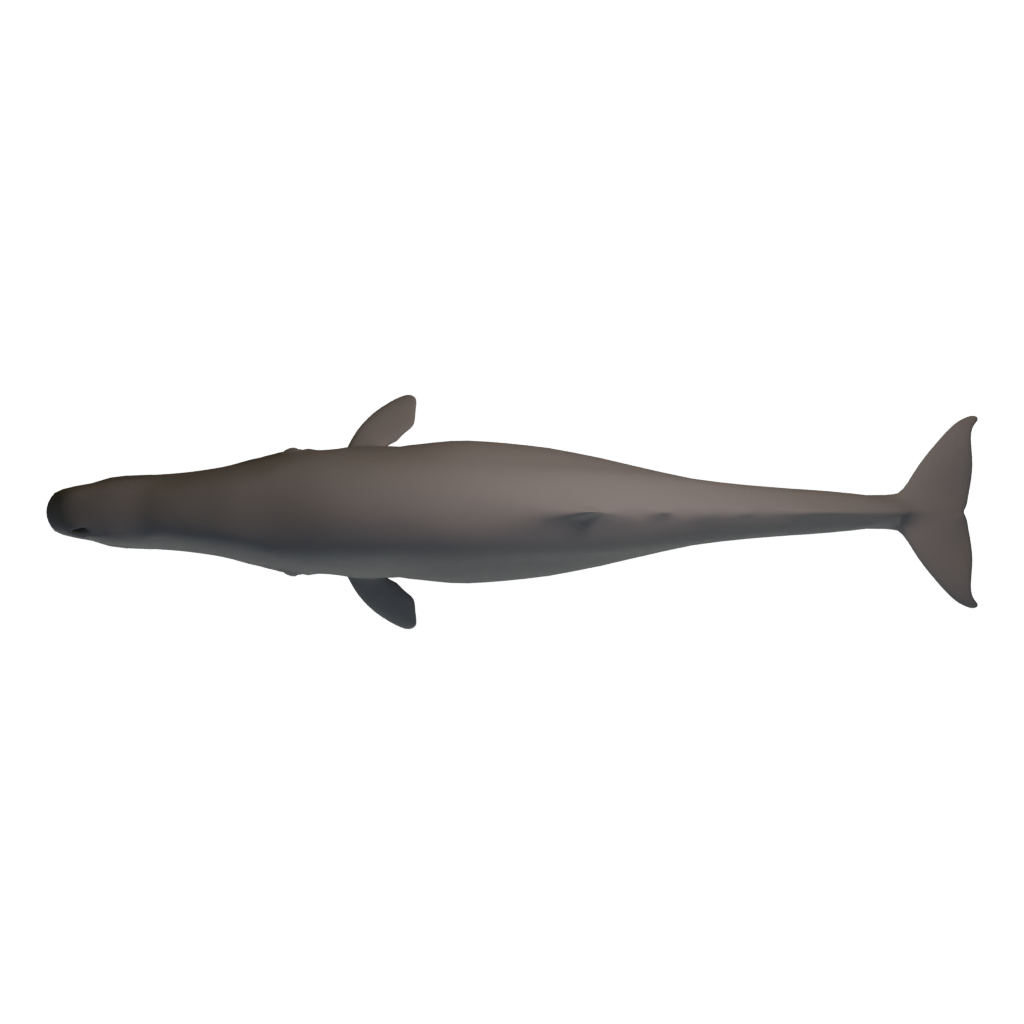 Top view of the Spermwhale 3D model