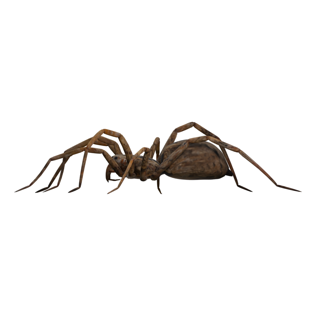 Left view of the Spider Tarantula 3D model