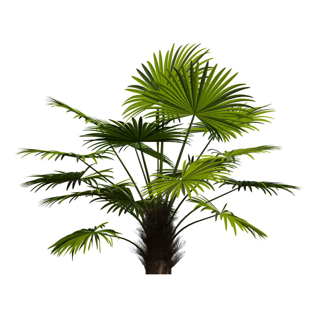 Right view of the Palm Tree 3D model