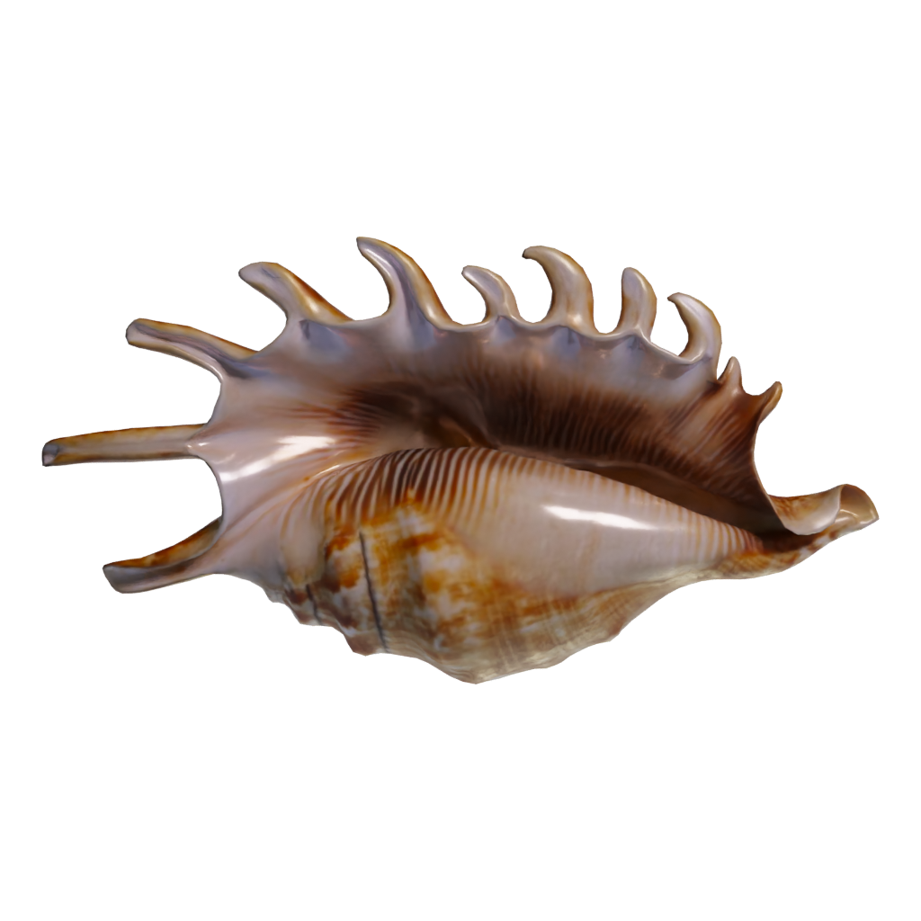Bottom view of the Lambis Shell 3D model