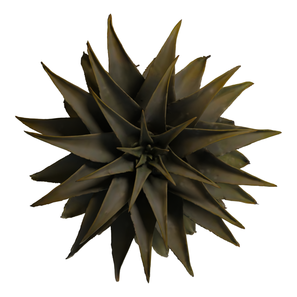 Top view of the Quiver Tree 3D model