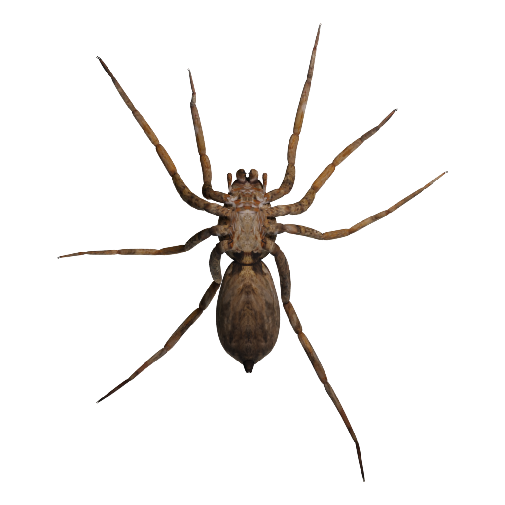 Bottom view of the Spider Tarantula 3D model