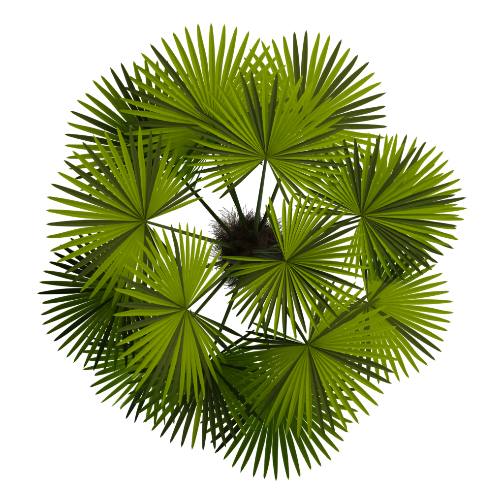Top view of the Palm Tree 3D model