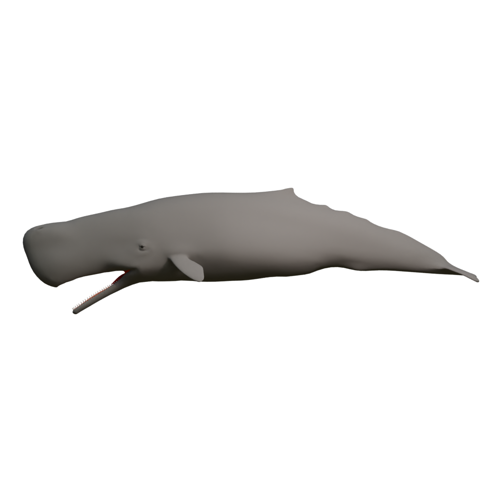Front view of the Spermwhale 3D model