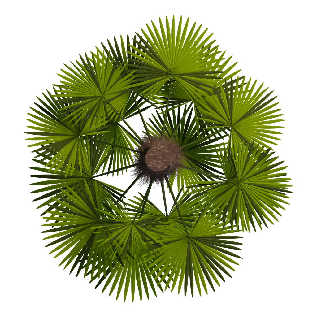 Bottom view of the Palm Tree 3D model