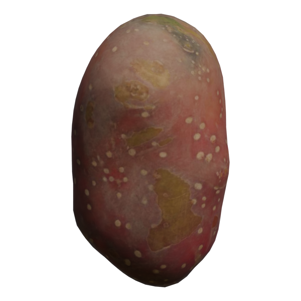 Back view of the Sweet Potato 3D model