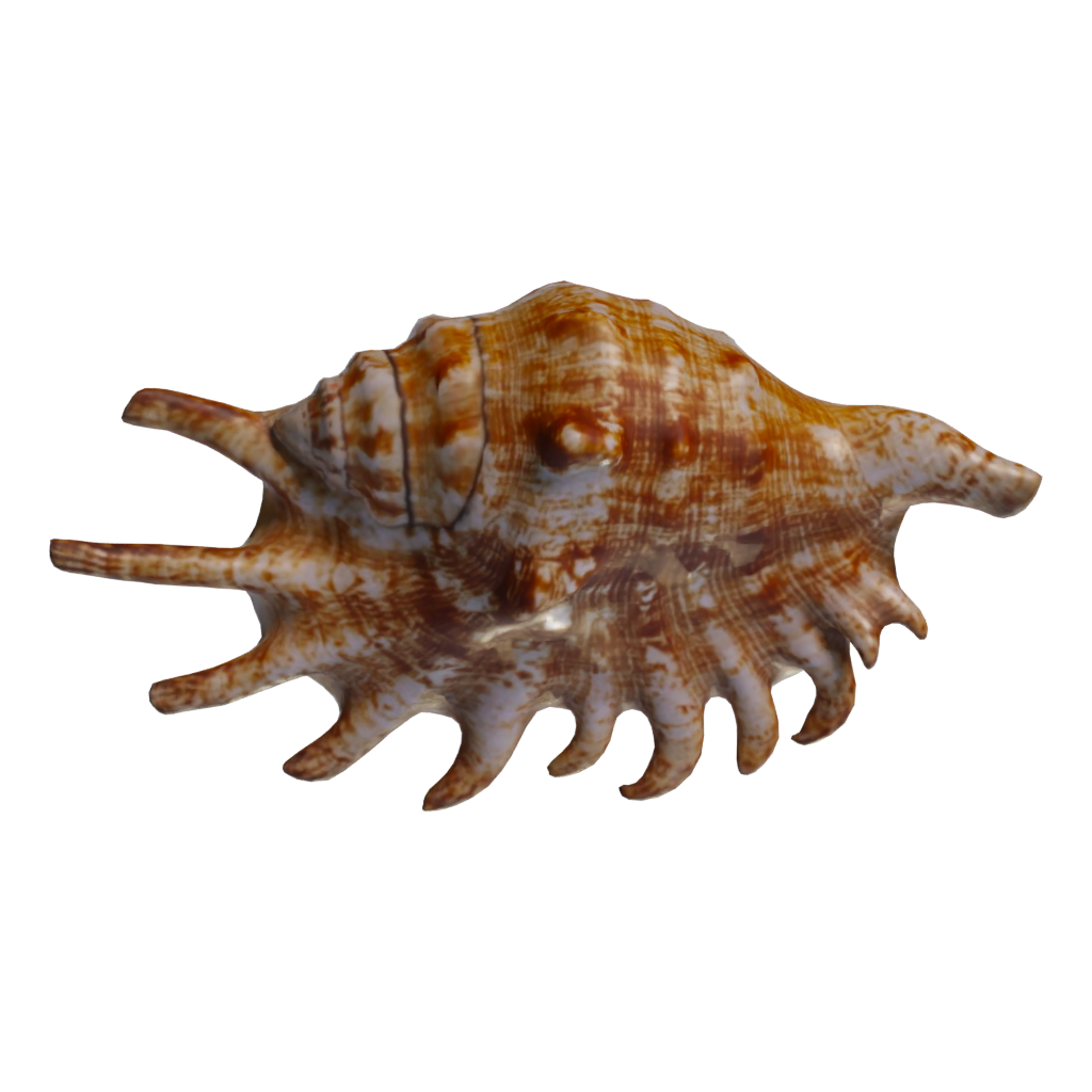 Top view of the Lambis Shell 3D model
