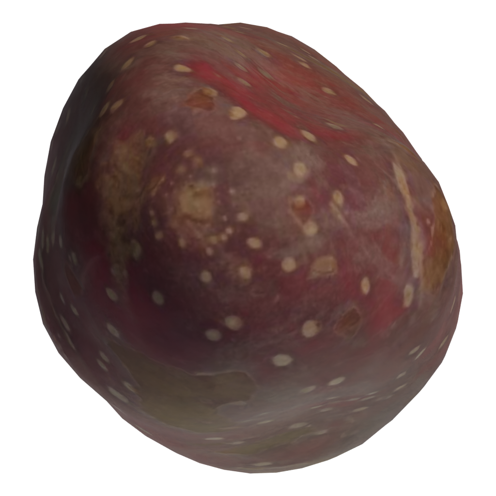 Bottom view of the Sweet Potato 3D model