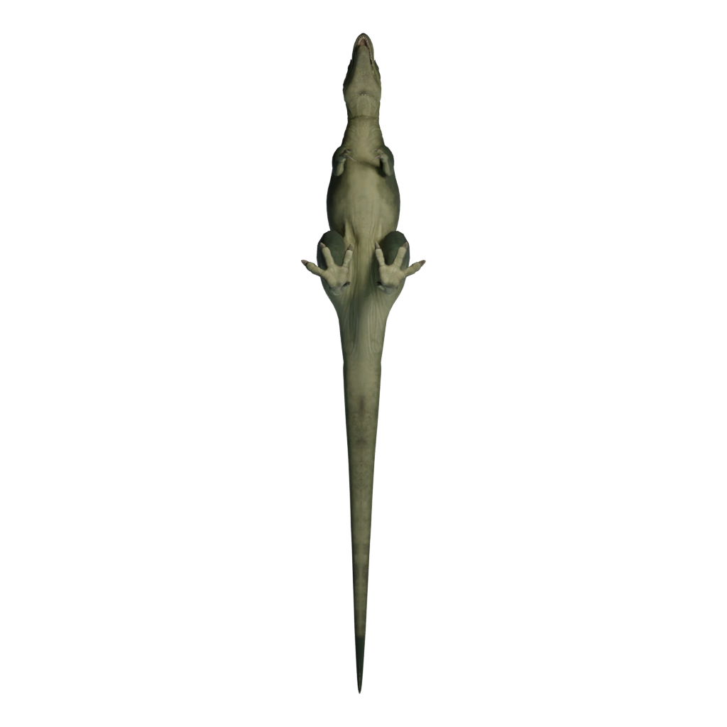 Bottom view of the T Rex 3D model