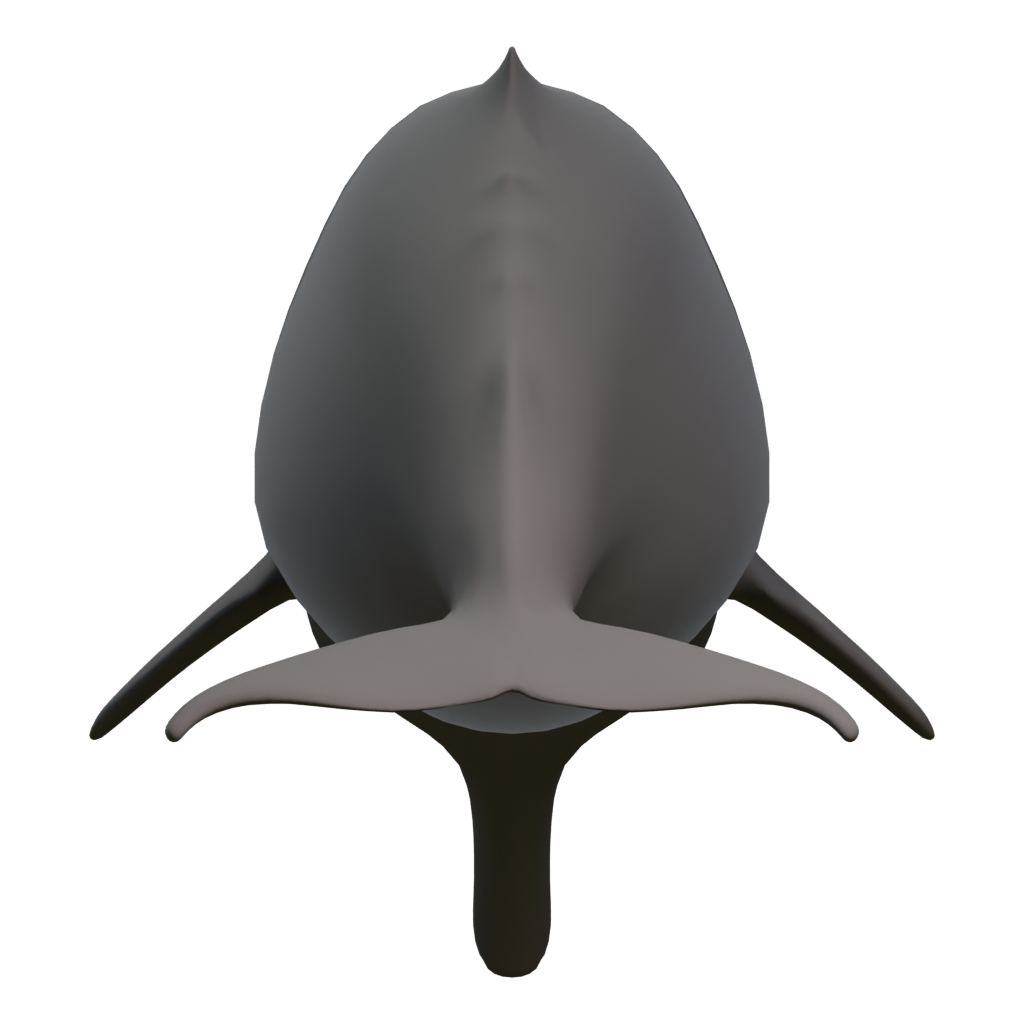 Left view of the Spermwhale 3D model