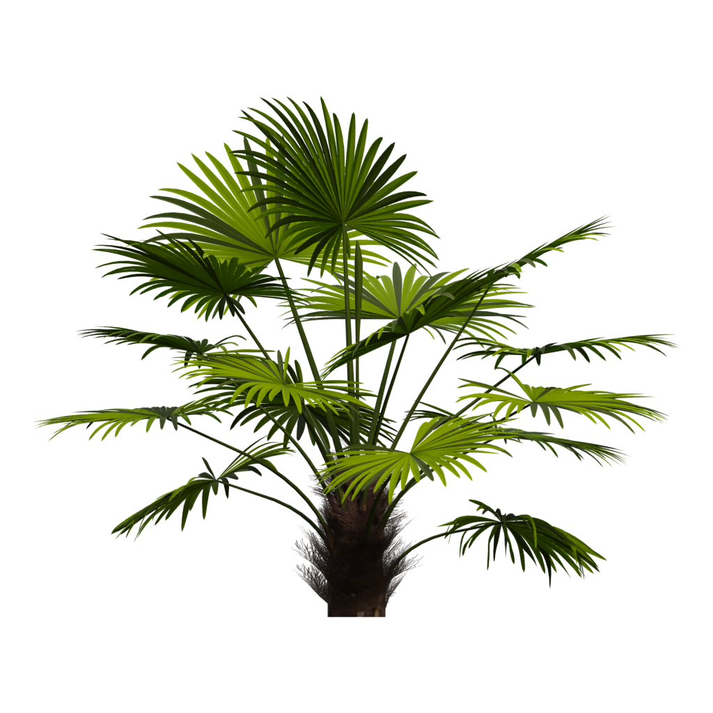 Left view of the Palm Tree 3D model