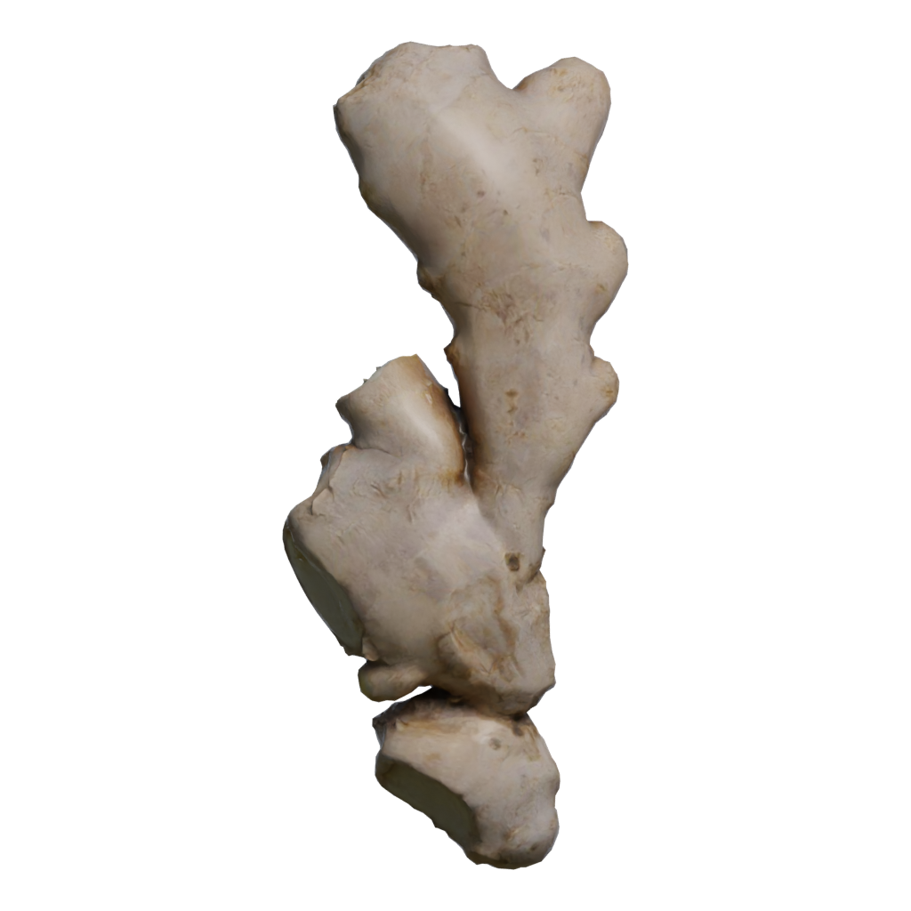 Front view of the Ginger 3D model