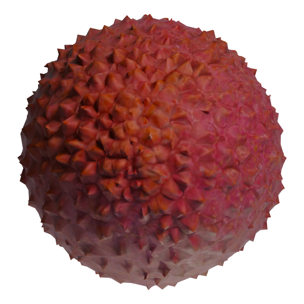 Bottom view of the Lychee 3D model