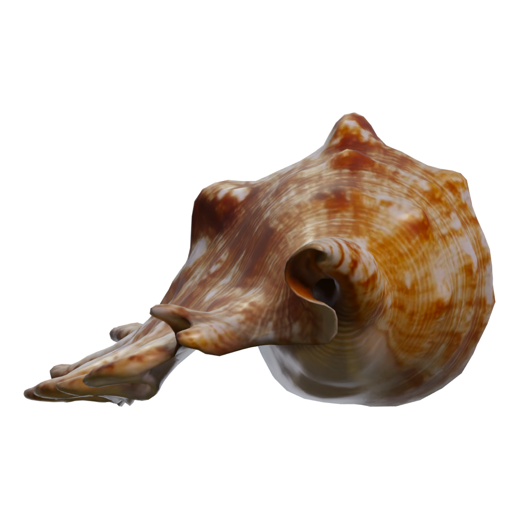Left view of the Lambis Shell 3D model