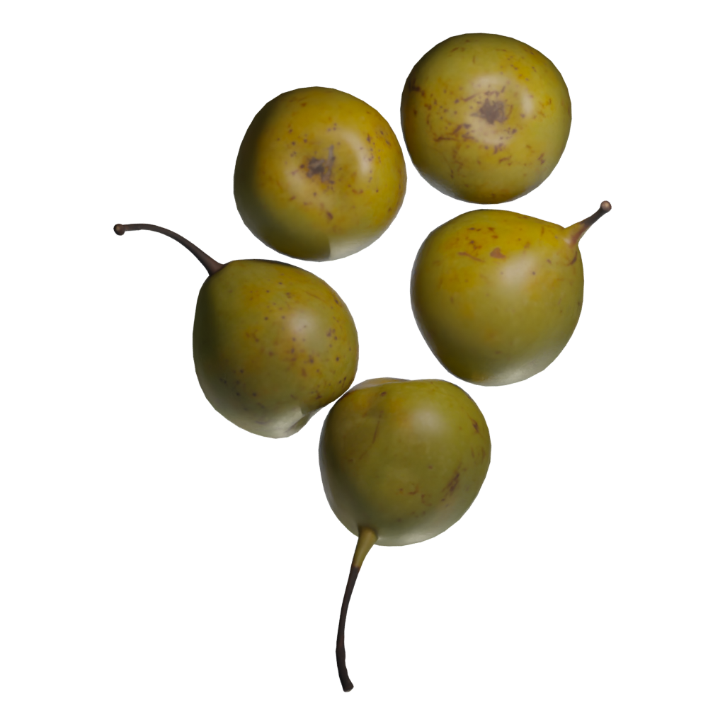 Bottom view of the Pears Asian 3D model