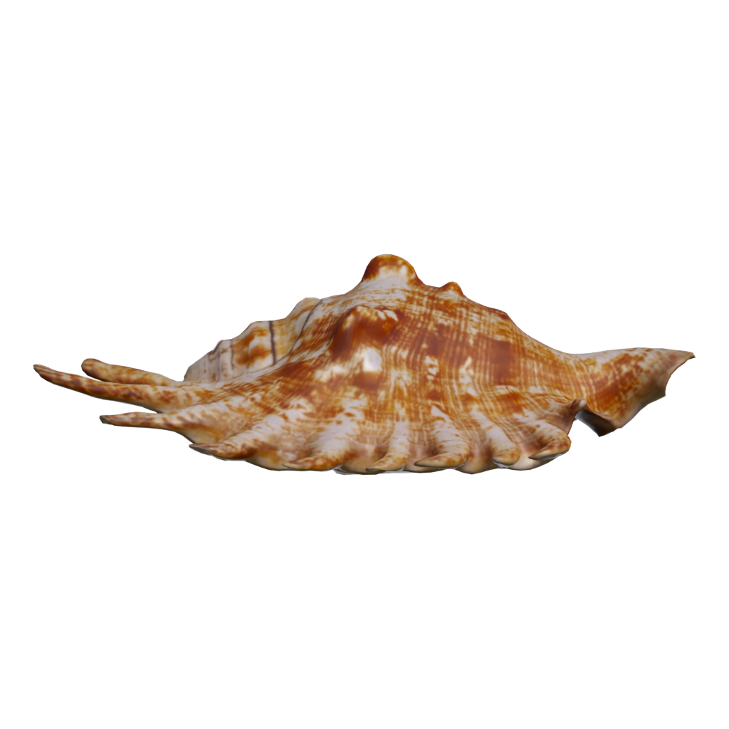 Front view of the Lambis Shell 3D model