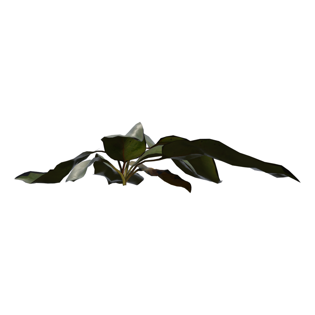 Right view of the Weed Plant 3D model