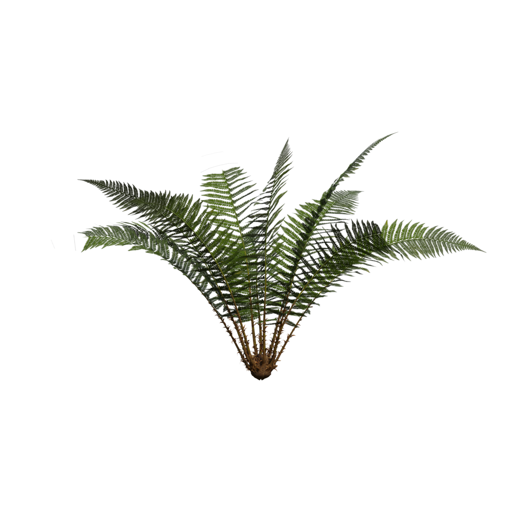Back view of the Fern Simple 3D model