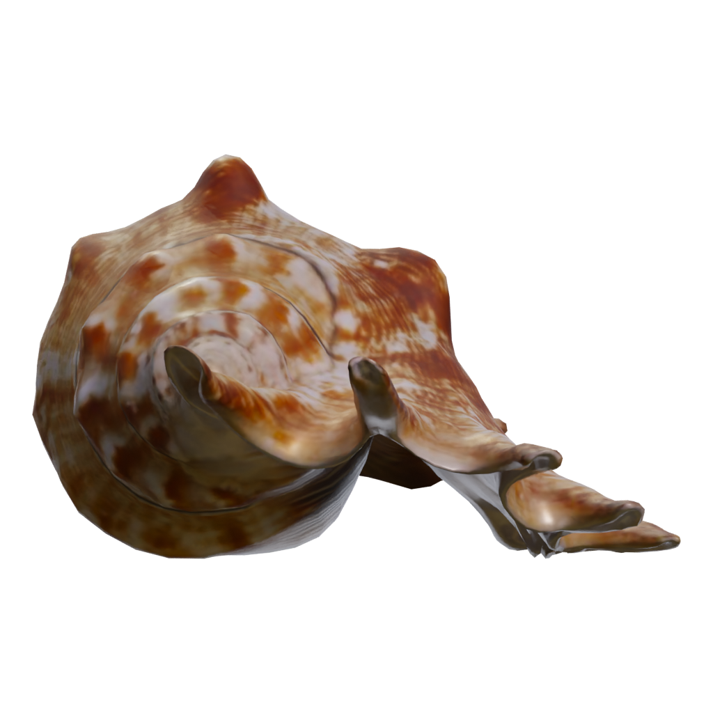 Right view of the Lambis Shell 3D model