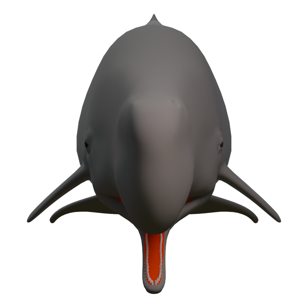 Right view of the Spermwhale 3D model