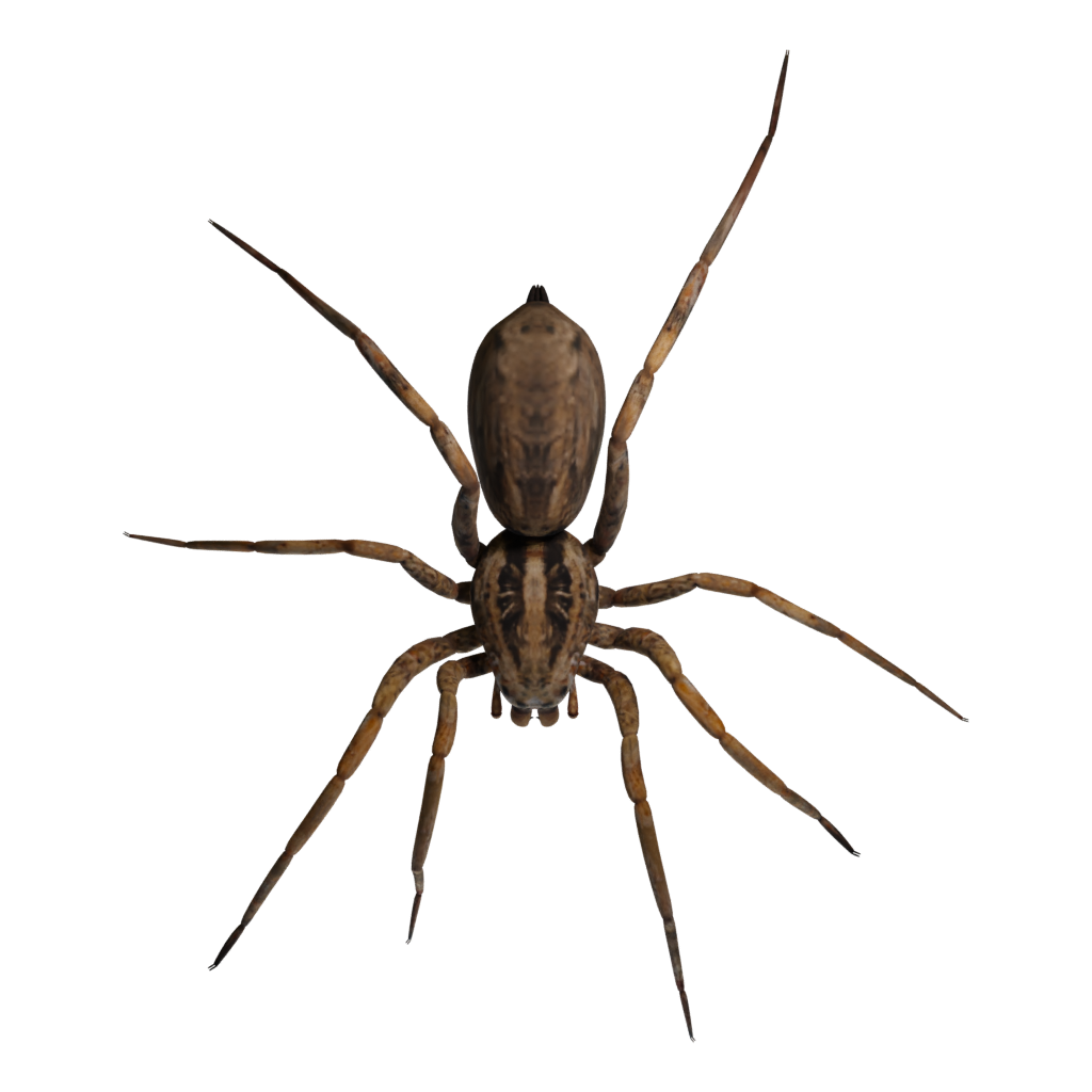 Top view of the Spider Tarantula 3D model