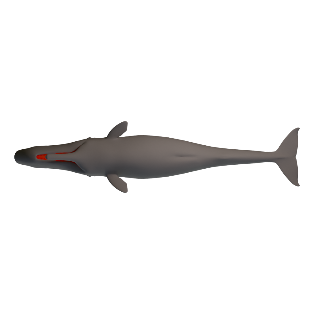 Bottom view of the Spermwhale 3D model
