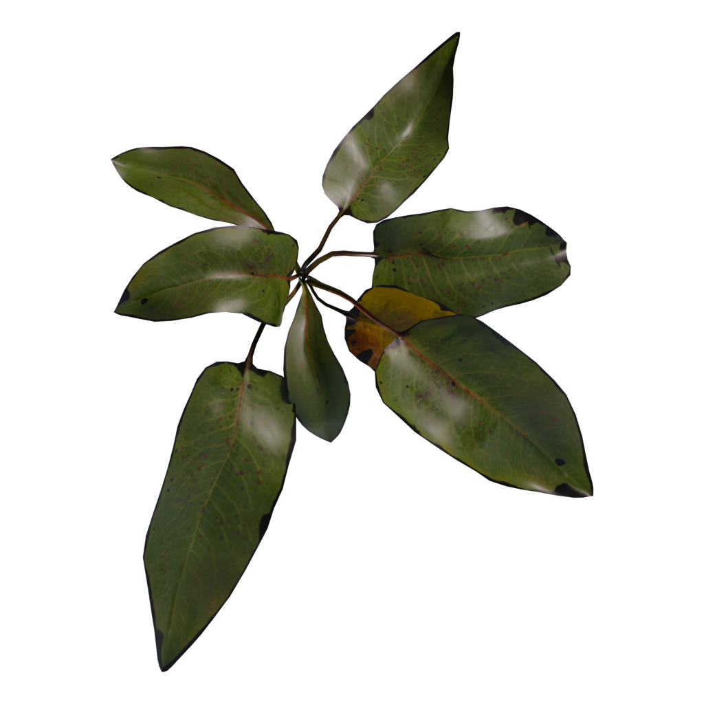 Top view of the Weed Plant 3D model