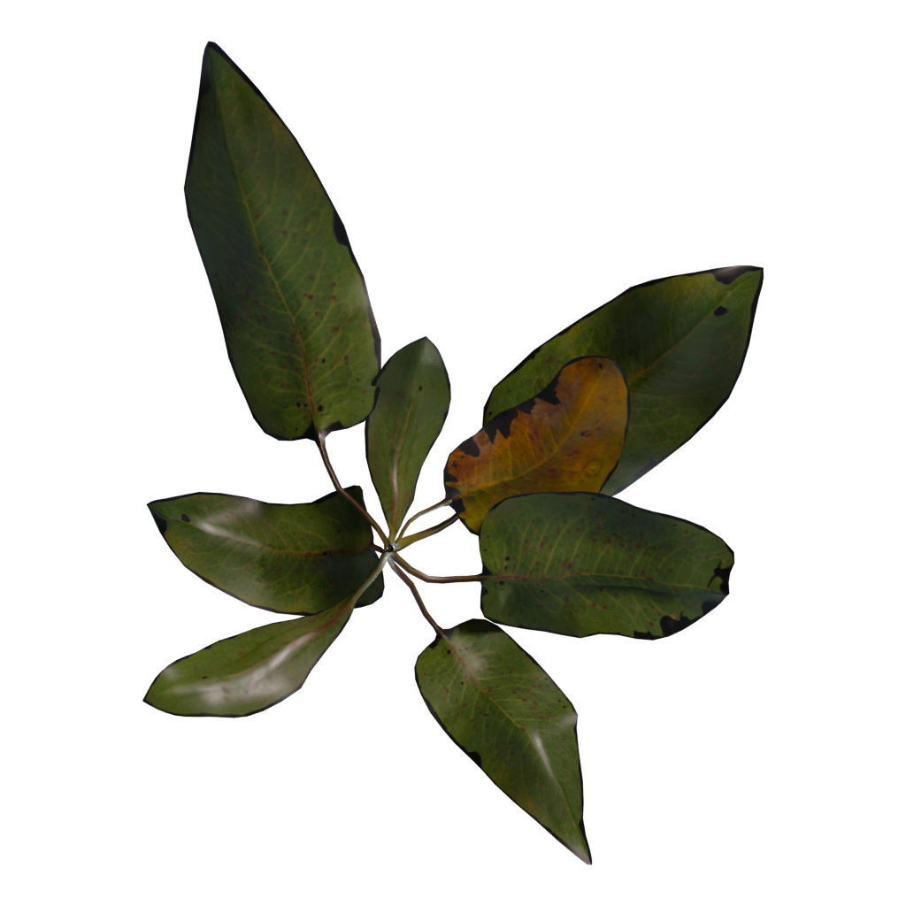 Bottom view of the Weed Plant 3D model