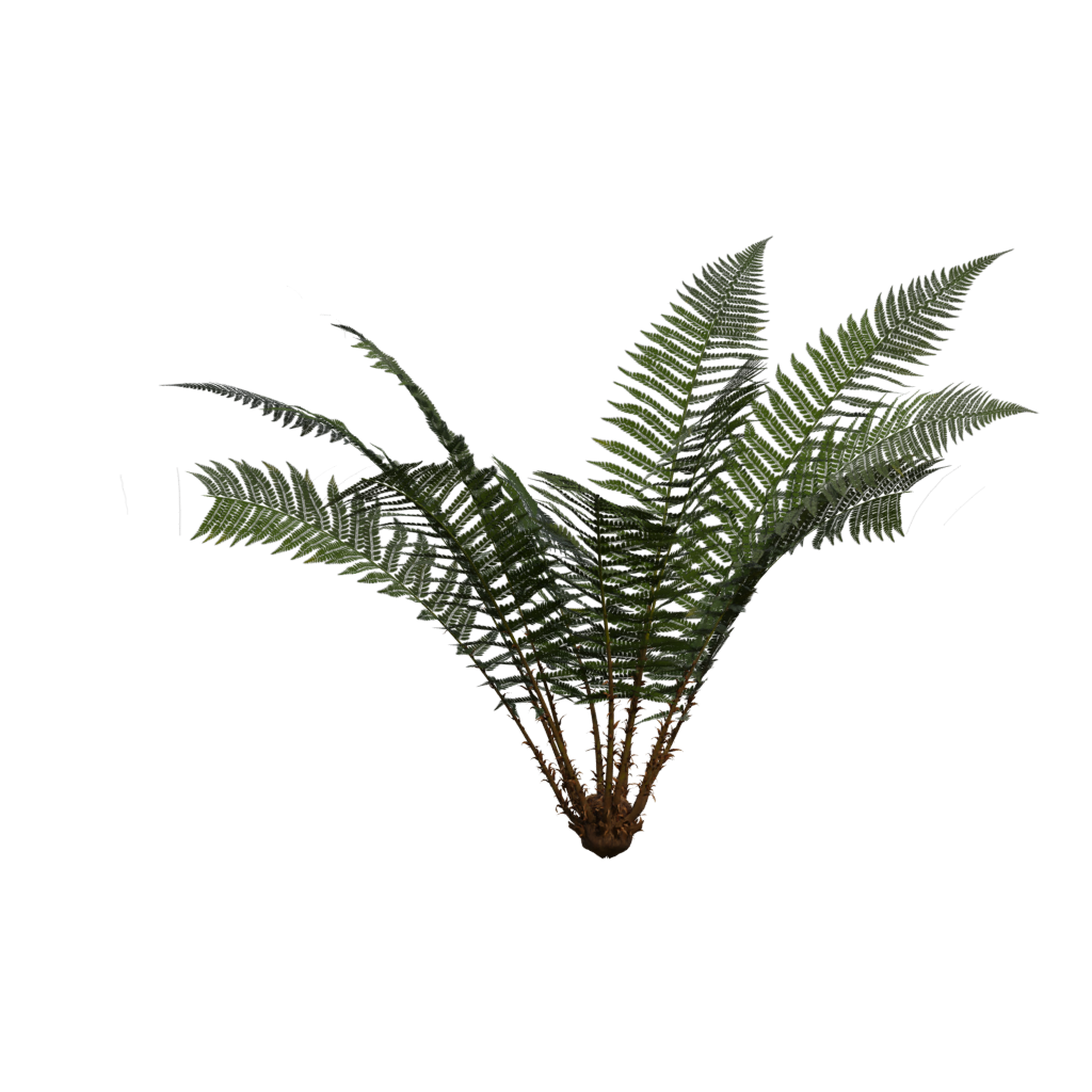Left view of the Fern Simple 3D model