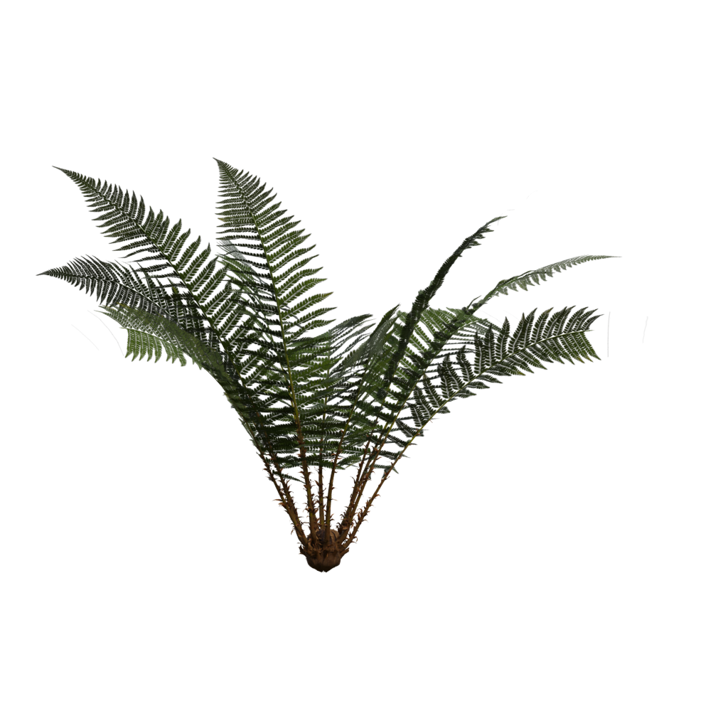 Right view of the Fern Simple 3D model